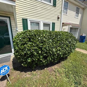 Bush Trimming by Quick Cuts reviewed on October 23, 2025
