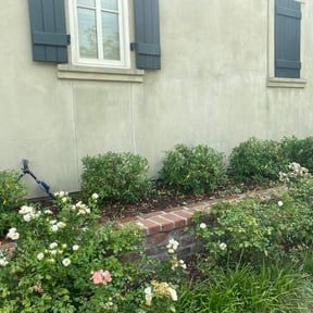 Bush Trimming by NMH Renovations&landscaping LLC reviewed on August 19, 2025