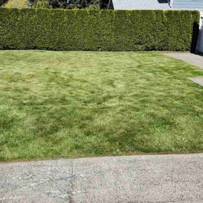 yard care by Evolution Landscape Maintenance reviewed on August 18, 2025