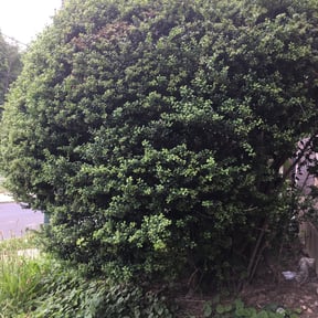Bush Trimming by Miller’s Lawncare reviewed on August 18, 2025