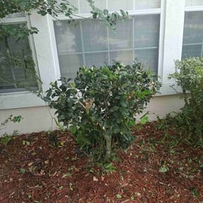 Bush Trimming by Lucrative Investing, Inc reviewed on November 24, 2025