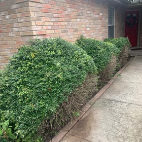 Bush Trimming by LOCAL Landscaping & Lawn Maintenance reviewed on August 20, 2025