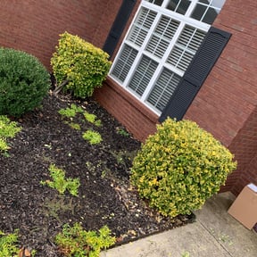 Bush Trimming by Parker Landscape & Maintenance reviewed on August 15, 2025