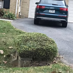 Bush Trimming by Myers Landscaping & Hauling reviewed on August 17, 2025