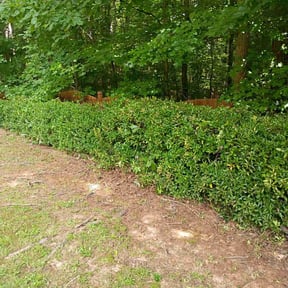 Bush Trimming by Darsee &amp; Son Landscape Services reviewed on June 20, 2026