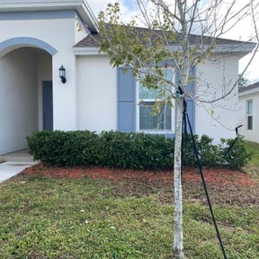 Bush Trimming by Elenas Lawn Care LLC reviewed on November 29, 2025