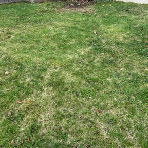 Leaf Removal by Texas Trills  Lawn Service reviewed on May 21, 2026