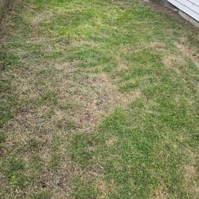 Leaf Removal by Fresh cut reviewed on August 2, 2026