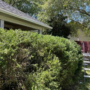 Bush Trimming by Bigrobs landscaping and services reviewed on August 15, 2026