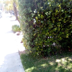 Bush Trimming by Mauler Mowing LLC reviewed on August 20, 2025