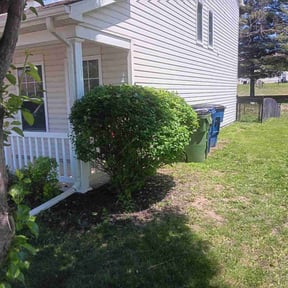Bush Trimming by Sal's lawn service reviewed on August 15, 2025