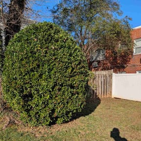 Bush Trimming by ShiftChange LLC Lawn Service reviewed on January 20, 2026