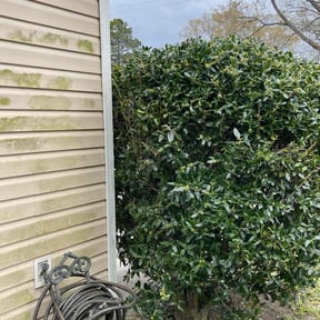 Bush Trimming by 25 And Up Cuts More LLC reviewed on December 1, 2025