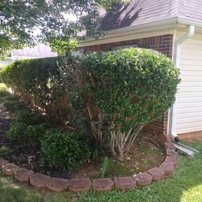 Bush Trimming by Marcus Perry reviewed on August 18, 2025