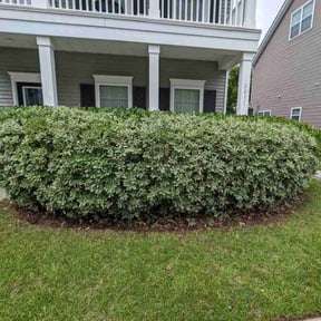 Bush Trimming by 1 Dad + 1 Son + 3 Fish & a Frog! reviewed on August 19, 2025