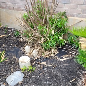 Bush Trimming by Bernal landscaping reviewed on August 20, 2025