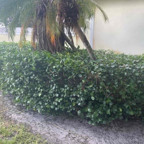 Bush Trimming by JC Bryant Enterprises reviewed on August 21, 2025
