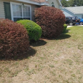 Bush Trimming by NatureNW reviewed on August 16, 2025