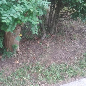 Bush Trimming by This & That reviewed on August 21, 2025