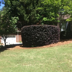 Bush Trimming by Thielshj reviewed on August 20, 2025