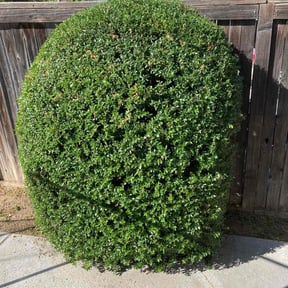 Bush Trimming by Lithium lawn care services LLC reviewed on February 4, 2026