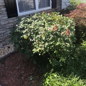Bush Trimming by Everything Hands On LLC. reviewed on August 20, 2025