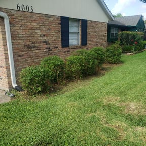 Bush Trimming by Grass Experts reviewed on August 15, 2025