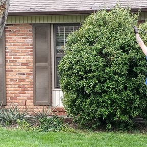 Bush Trimming by Morel Lawn & tree service reviewed on August 17, 2025