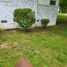 Bush Trimming by E & J Lawnz reviewed on August 18, 2025