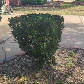 Bush Trimming by Get her done lawn service reviewed on March 3, 2026