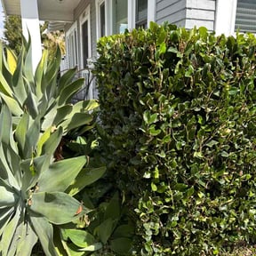 Bush Trimming by Texas Service Professionals reviewed on August 19, 2025