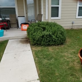 Bush Trimming by George Islas reviewed on August 17, 2025