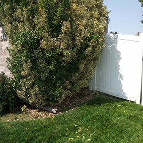 Bush Trimming by AGZ LANDSCAPING reviewed on August 19, 2025