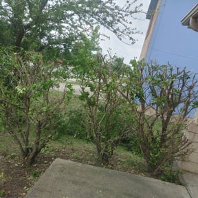Bush Trimming by ShiftChange LLC Lawn Service reviewed on August 19, 2025