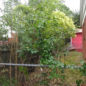 Bush Trimming by Prestige Lawn Care & Landscaping LLC reviewed on August 21, 2025
