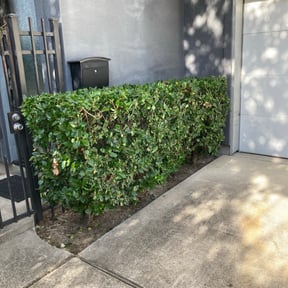 Bush Trimming by Marvin's Services LLC reviewed on August 15, 2025