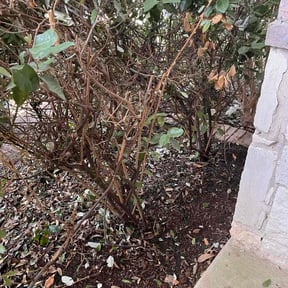 Bush Trimming by Texas Green Acres lawn service reviewed on October 21, 2025