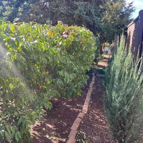 Bush Trimming by Aurian Medina reviewed on August 16, 2025
