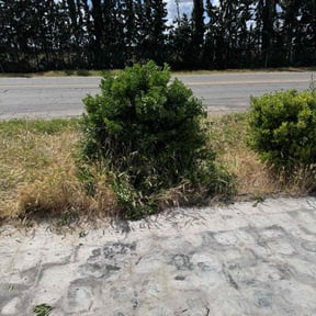 Bush Trimming by Sean's lawn service LLc reviewed on August 21, 2025