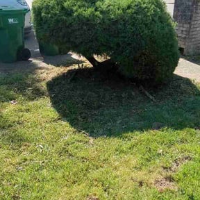 Bush Trimming by Raekwon Oliver reviewed on May 23, 2026