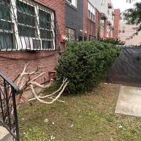 Bush Trimming by K&amp;k lawn service reviewed on July 29, 2026