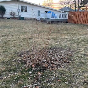 Leaf Removal by Dub&#039;s Lawn Care reviewed on September 11, 2025