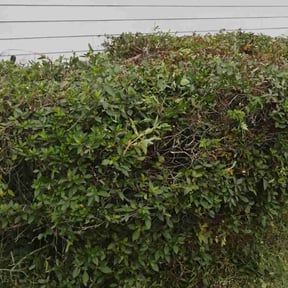 Bush Trimming by A Grassy Cargo reviewed on November 22, 2025
