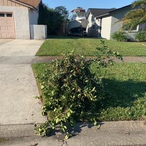 Bush Trimming by K&T Landscape reviewed on August 19, 2025