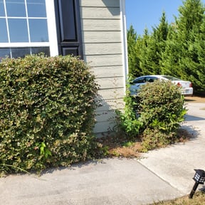 Bush Trimming by Chefs cut lawncare reviewed on August 16, 2025