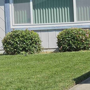 Bush Trimming by Elena's Mowing reviewed on April 22, 2024