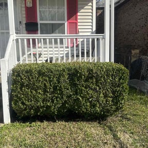 Bush Trimming by Dee Jays lawn service reviewed on August 19, 2025