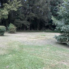 Bush Trimming by Human&#039;s Landscape Design &amp; Maitenance reviewed on November 9, 2025