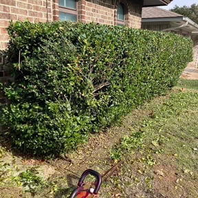 Bush Trimming by Henry's lawn care reviewed on November 29, 2025