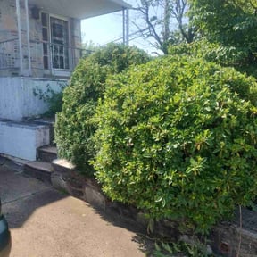 Bush Trimming by DrLawnCare LLC reviewed on August 20, 2025